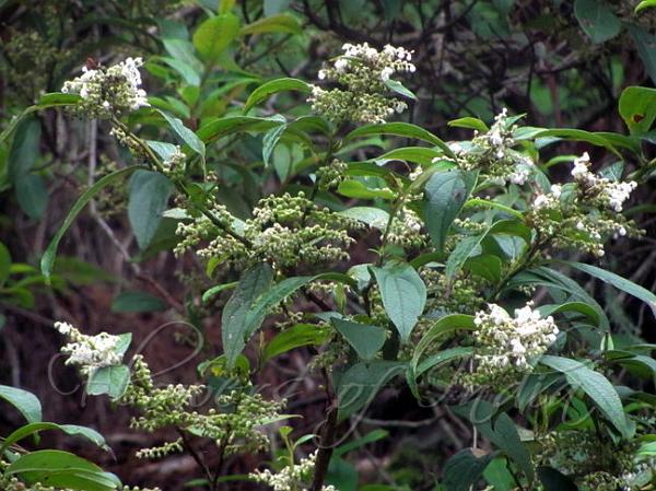 Fragrant Wintergreen